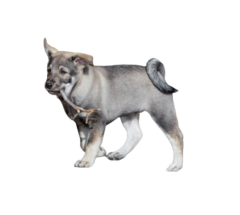 Jaemthund-puppy
