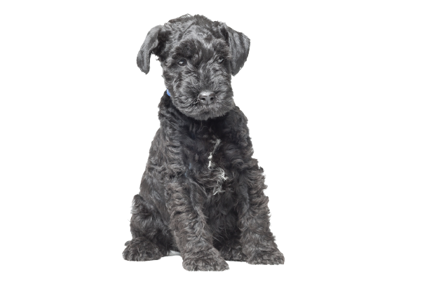 Kerry Blue Terrier