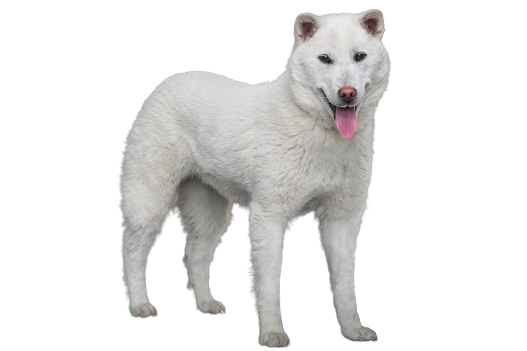 Kishu