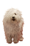 Komondor