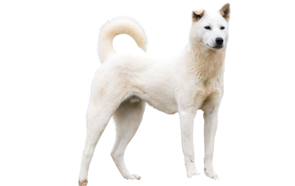 Korea Jindo Dog