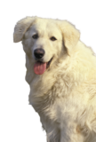 Kuvasz