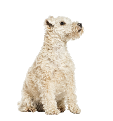 Lakeland Terrier