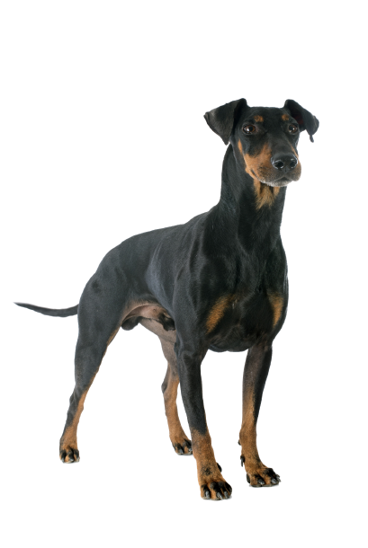 Manchester-Terrier-5