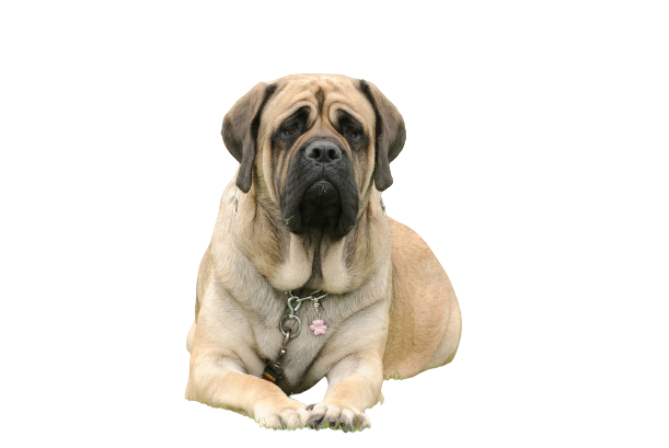 Mastiff-3