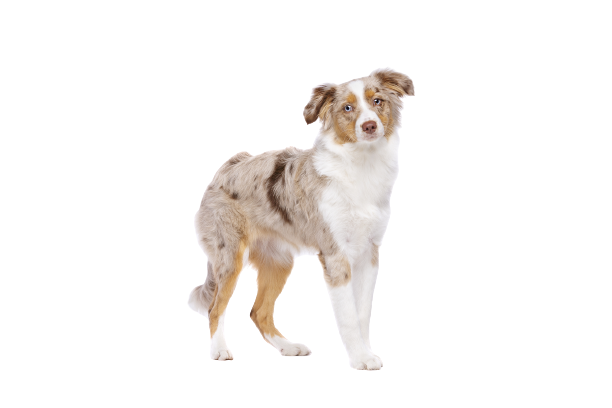 Miniature-American-Shepherd-6