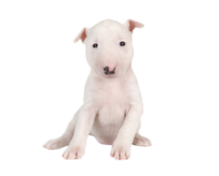 Miniature-Bull-Terrier-6