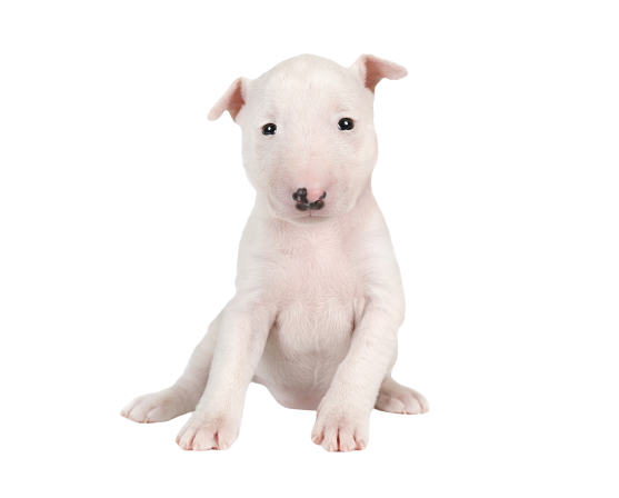 Miniature-Bull-Terrier-6