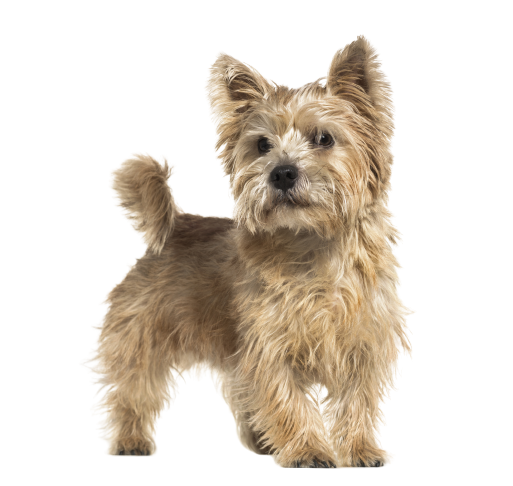 Norwich Terrier