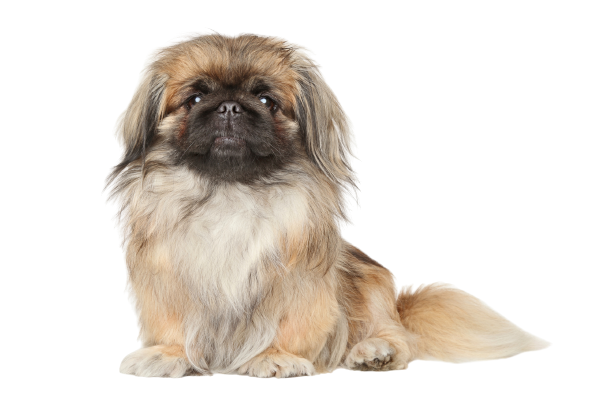 Pekingese