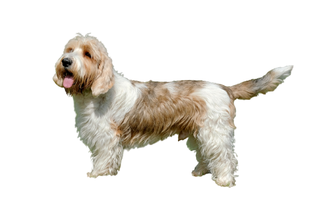 Petit-Basset-Griffon-Vendeen-2