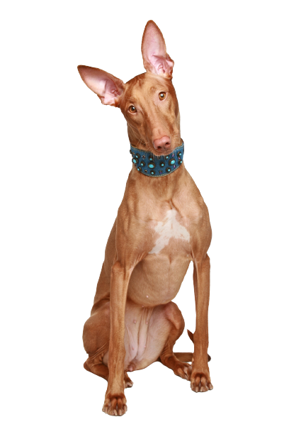 Pharaoh-Hound-5