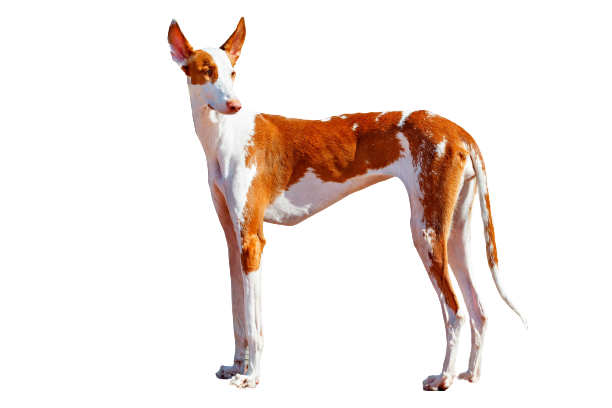 Podenco-Ibicenco-4