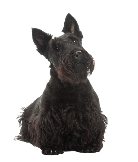 Scottish Terrier