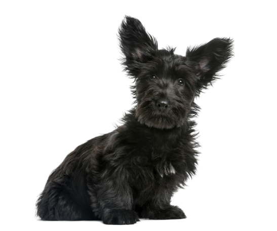 Skye Terrier