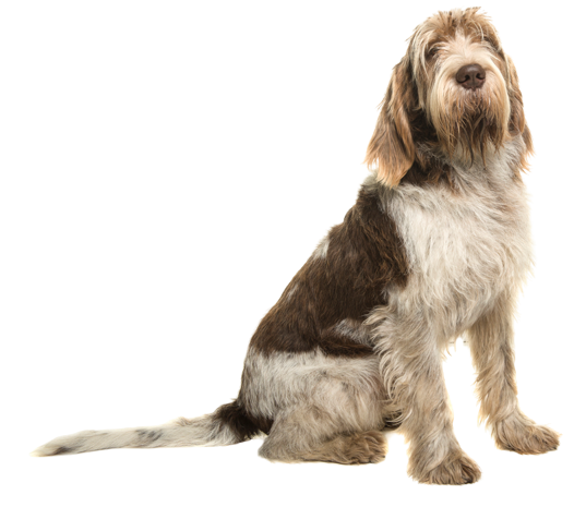 Spinone-Italiano-5