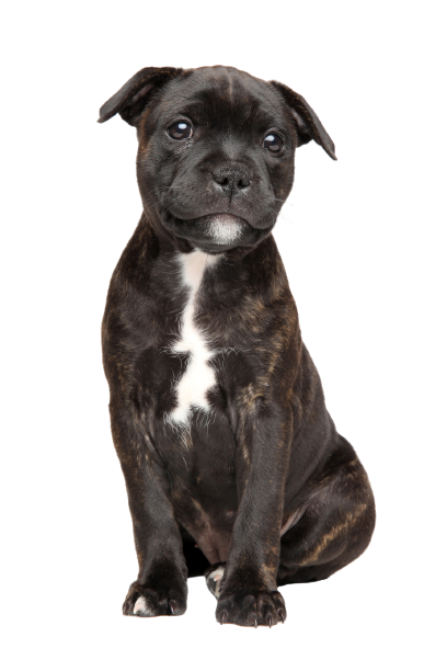 Staffordshire-Bullterrier-5