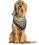 Stichelhaariger Bosnischer Laufhund – Barak