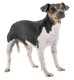 Terrier-Brasileiro-adult