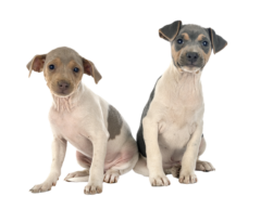 Terrier-Brasileiro-puppies