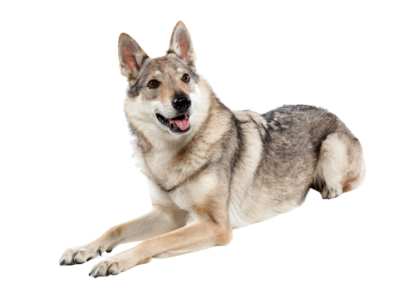Tschechoslowakischer-Wolfhund-3