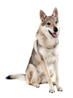 Tschechoslowakischer-Wolfhund-4