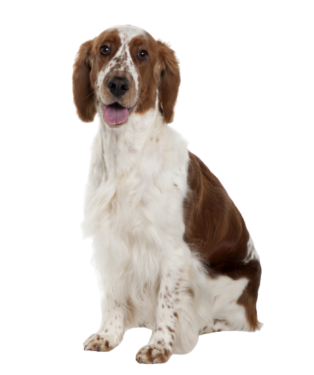 Welsh Springer Spaniel