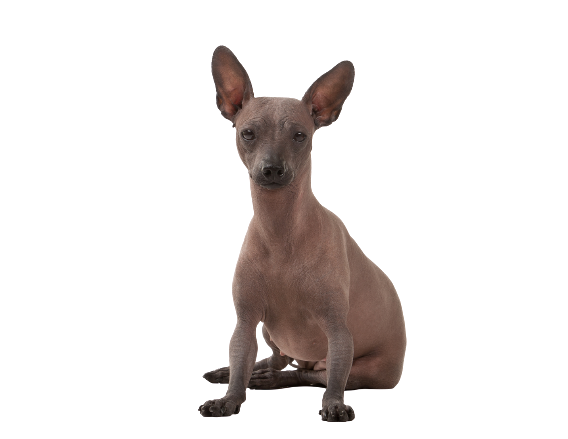 Xoloitzcuintle