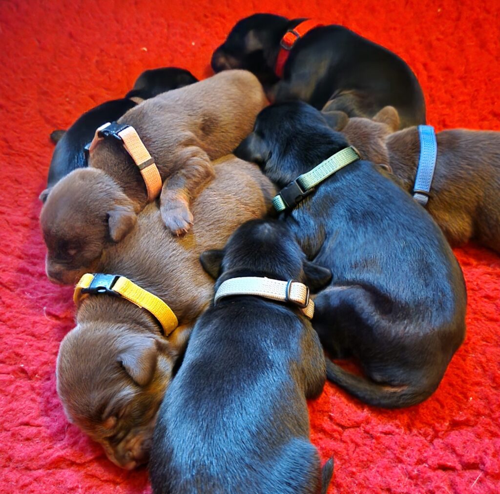 Dobermann puppies