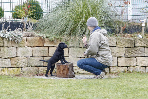 vom Bötzelstein (FCI) - Labrador Retriever