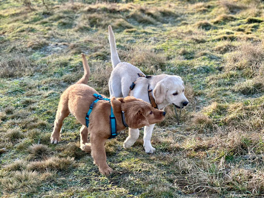 vom Bötzelstein - Labrador Retriever welpe