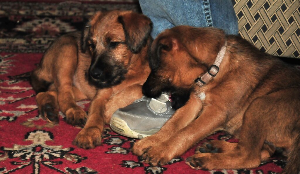 vom Haseland - Irish Terrier puppies
