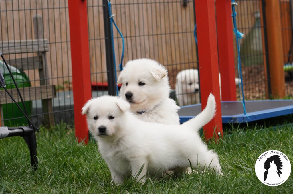 Hotah Lakota - Swiss white shepherd