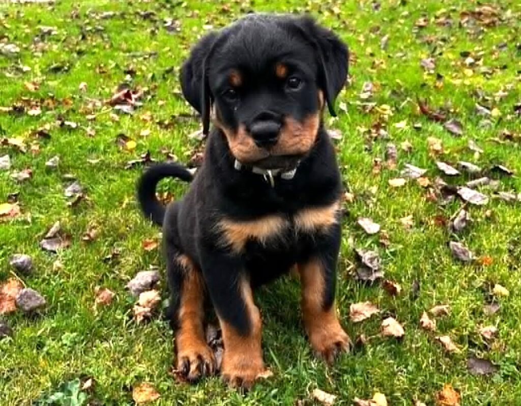 vom Schmugglerwald Rottweiler welpe