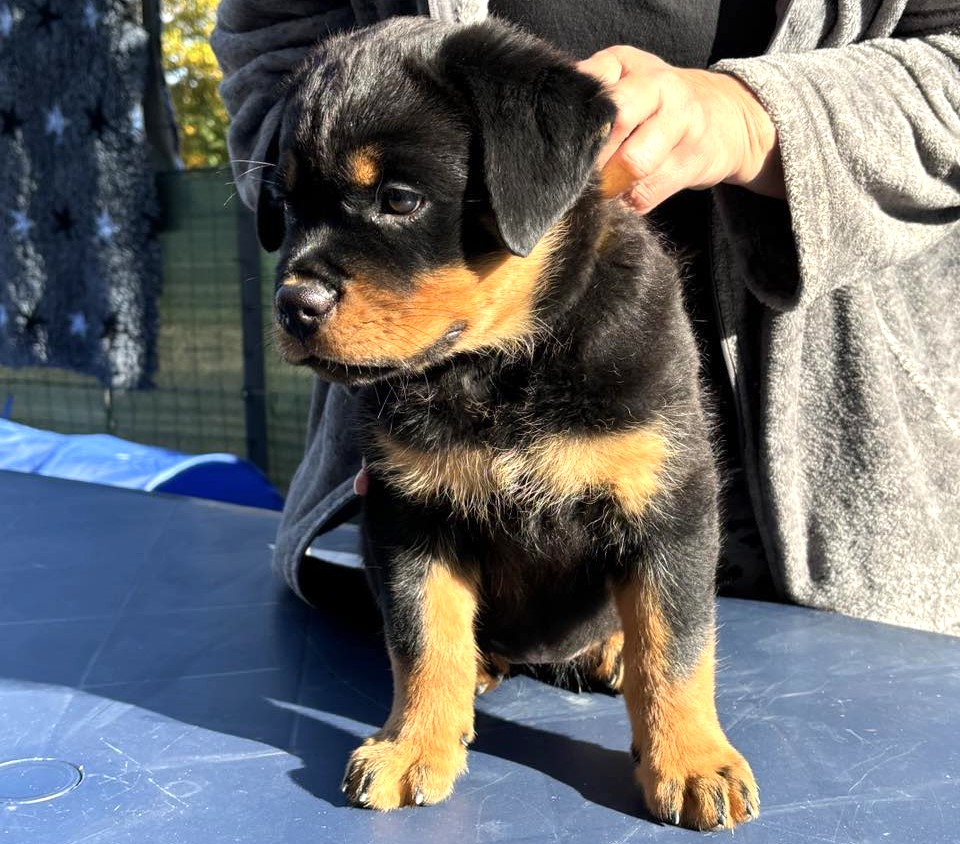 vom Schmugglerwald Rottweiler welpen