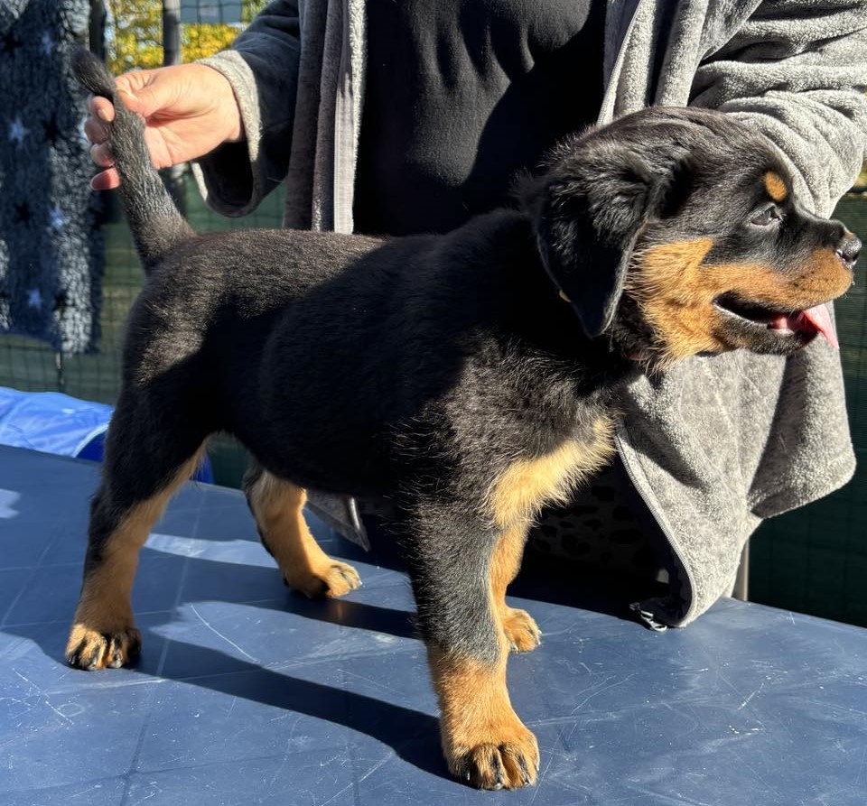 vom Schmugglerwald Rottweiler